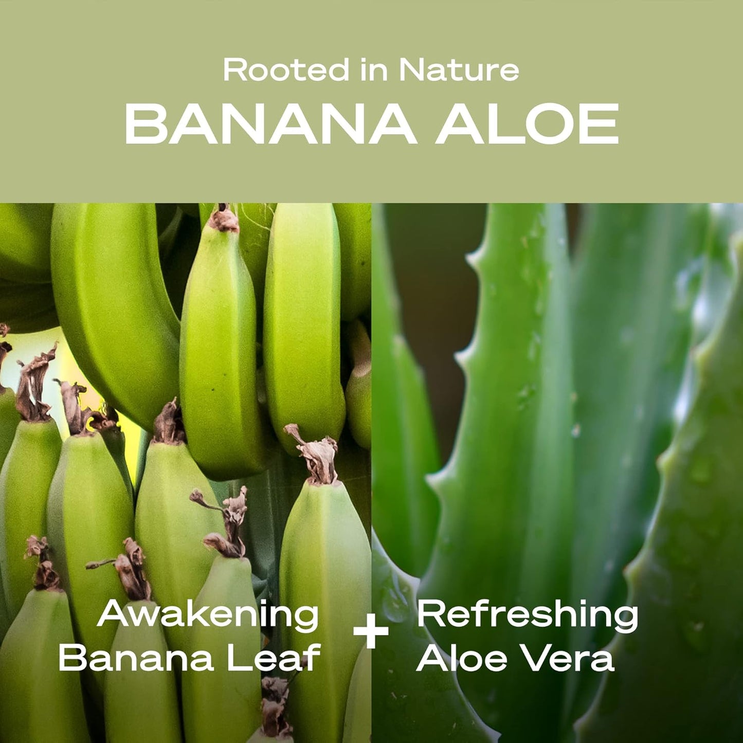 HEY HUMANS Banana Aloe Moisturizing Body Wash with Naturally Derived Ingredients & Jojoba Oil | Clean, Vegan, Sulfate Free Bath & Body Wash for Women & Men | Pack of 1
